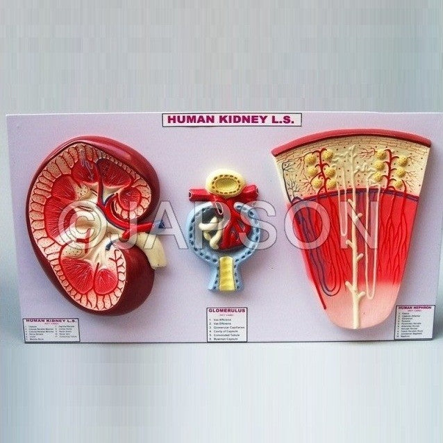 Human Kidney Structures Human Kidney Structures